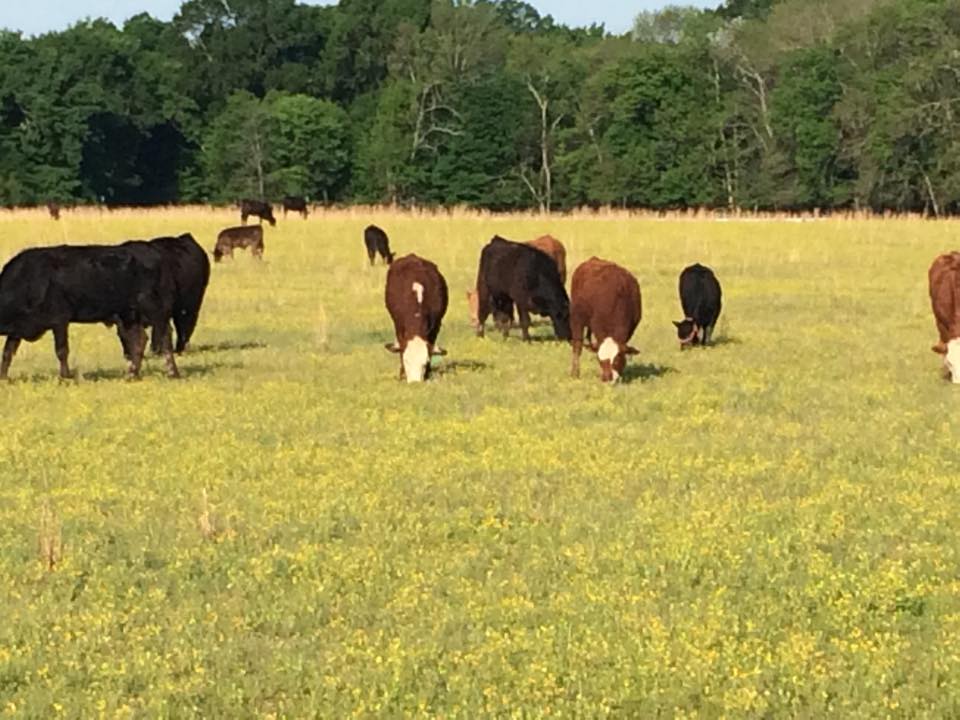 cows on pasture.jpg